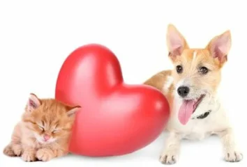 Новая услуга! УЗИ сердца для кошек и собак