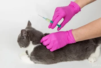 В наличии вакцины для кошек и собак